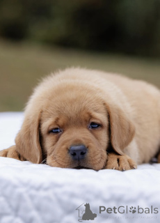 Zdjęcie №3. Szczeniak labradora Fox Red - 10 tygodni - gotowy do przytulania. Wielka Brytania