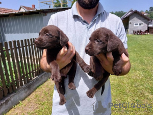 Dodatkowe zdjęcia: Labrador Retriever, miot czekoladowo-brązowy