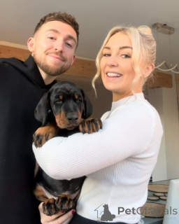 Zdjęcie №2 do zapowiedźy № 159981 na sprzedaż  doberman - wkupić się Litwa prywatne ogłoszenie