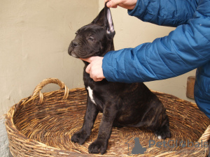 Dodatkowe zdjęcia: Cane Corso szczenięta na sprzedaż