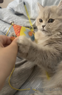 Zdjęcie №3. Kot. Gruzja