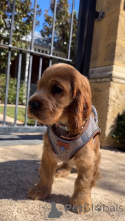 Zdjęcie №1. cocker spaniel angielski - na sprzedaż w Alavus | 2870zł | Zapowiedź №166700