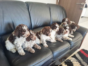 Dodatkowe zdjęcia: Szczenięta Lagotto Romagnolo