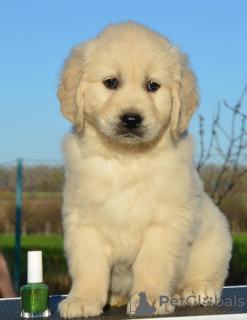 Zdjęcie №2 do zapowiedźy № 96468 na sprzedaż  golden retriever - wkupić się Serbia 