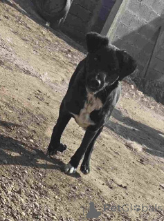 Zdjęcie №2 do zapowiedźy № 157353 na sprzedaż  pies nierasowy - wkupić się Serbia 