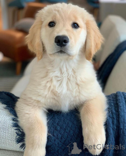 Zdjęcie №2 do zapowiedźy № 142830 na sprzedaż  golden retriever - wkupić się Austria hodowca