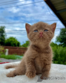 Zdjęcie №1. kot brytyjski krótkowłosy - na sprzedaż w Berlin | negocjowane | Zapowiedź № 167322