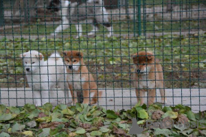 Dodatkowe zdjęcia: Szczenięta Shiba Inu