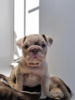 Zdjęcie №3. Buldogi angielskie już gotowe. Niemcy