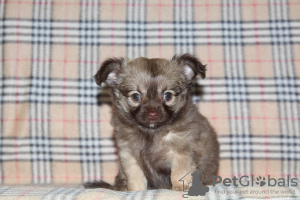 Zdjęcie №2 do zapowiedźy № 83471 na sprzedaż  chihuahua (rasa psów) - wkupić się Federacja Rosyjska prywatne ogłoszenie