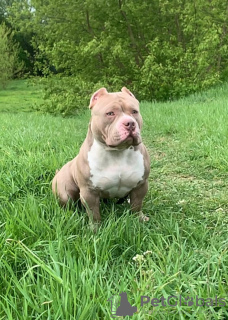 Zdjęcie №1. american bully - na sprzedaż w Ryga | 5023zł | Zapowiedź №123753