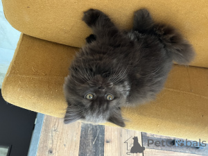 Zdjęcie №3. Sprzedaje brytyjską męską czekoladę. Luksemburg