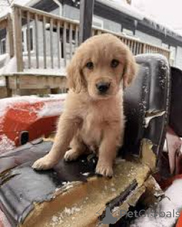 Zdjęcie №1. golden retriever - na sprzedaż w Lizbona | 4784zł | Zapowiedź №165983