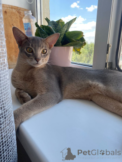 Zdjęcie №1. kot abisyński - na sprzedaż w Rostów nad Donem | 3094zł | Zapowiedź № 149033