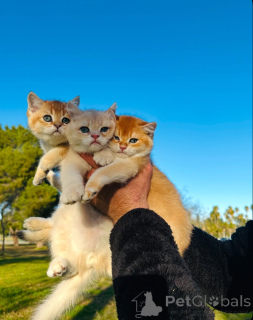 Zdjęcie №1. kot brytyjski krótkowłosy - na sprzedaż w Aarau | 2392zł | Zapowiedź № 163493