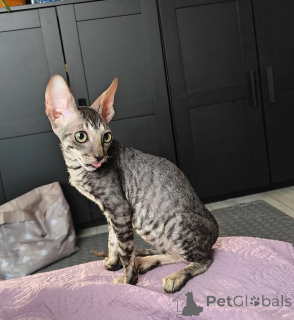 Zdjęcie №1. kot cornish rex - na sprzedaż w Bensheim | 1674zł | Zapowiedź № 174534