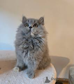Zdjęcie №3. Chatons British Longhair do sprzedaży. Francja