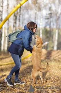 Zdjęcie №3. Smart Puppy Leia chce iść do domu.. Federacja Rosyjska