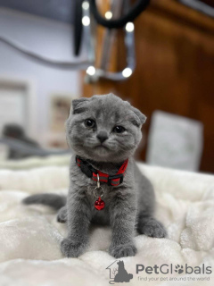 Zdjęcie №2 do zapowiedźy № 122990 na sprzedaż  scottish fold - wkupić się USA prywatne ogłoszenie