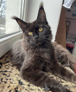 Zdjęcie №1. maine coon - na sprzedaż w Baden-Baden | 4736zł | Zapowiedź № 163182