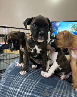 Zdjęcie №3. Bokser Valper Doe AdopsJon. Norwegia