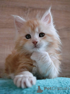 Zdjęcie №3. Kocięta Maine Coon są w porządku. Belgia