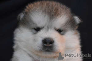 Zdjęcie №3. Szczenięta Alaskan Malamute. Serbia