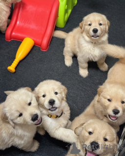 Zdjęcie №1. golden retriever - na sprzedaż w Espoo | 1674zł | Zapowiedź №174483