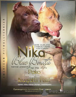 Zdjęcie №2 do zapowiedźy № 163974 na sprzedaż  amerykański pitbulterier - wkupić się Azerbejdżan od żłobka, hodowca
