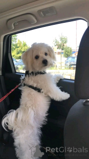 Zdjęcie №2 do zapowiedźy № 166002 na sprzedaż  maltańczyk - wkupić się Suazi 