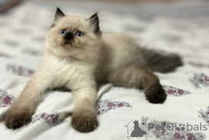 Zdjęcie №3. Chatons himalayens dostępne à la vente.. Belgia