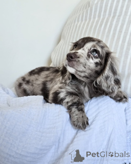 Zdjęcie №2 do zapowiedźy № 152208 na sprzedaż  pies nierasowy - wkupić się Niemcy prywatne ogłoszenie, hodowca