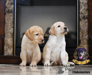 Zdjęcie №4. Sprzedam labrador retriever w Charków. od żłobka, hodowca - cena - 2826zł