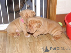 Zdjęcie №1. dog z bordeaux - na sprzedaż w Lenny | negocjowane | Zapowiedź №170829