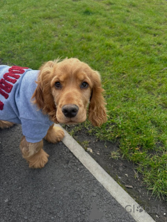 Zdjęcie №2 do zapowiedźy № 169613 na sprzedaż  cocker spaniel angielski - wkupić się Niemcy prywatne ogłoszenie