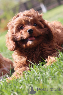 Zdjęcie №1. kawapu - na sprzedaż w Mińsk | 6697zł | Zapowiedź №153922