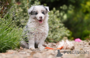 Zdjęcie №2 do zapowiedźy № 160306 na sprzedaż  border collie - wkupić się Finlandia prywatne ogłoszenie