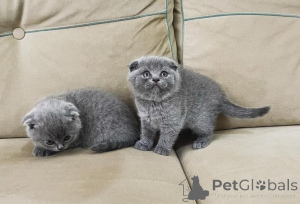 Zdjęcie №1. scottish fold - na sprzedaż w Valencia de Alcántara | negocjowane | Zapowiedź № 176391