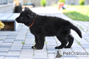 Zdjęcie №4. Sprzedam owczarek niemiecki w Лесковка. prywatne ogłoszenie - cena - 1121zł