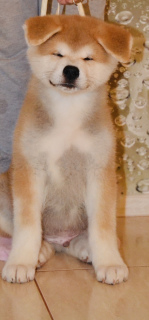 Zdjęcie №1. akita (rasa psa) - na sprzedaż w Stawropol | Negocjowane | Zapowiedź №4369