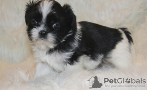 Zdjęcie №1. shih tzu - na sprzedaż w Bonn | Bezpłatny | Zapowiedź №95095