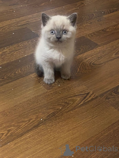 Zdjęcie №4. Sprzedam kot brytyjski długowłosy w Braunschweig. prywatne ogłoszenie - cena - 1818zł