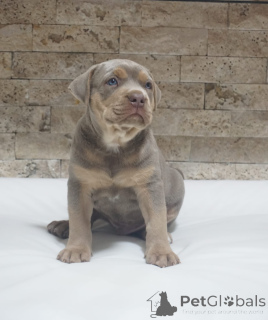 Zdjęcie №2 do zapowiedźy № 155448 na sprzedaż  amerykański pitbulterier - wkupić się Serbia 