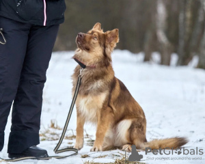Zdjęcie №4. Sprzedam  w Москва. prywatne ogłoszenie - cena - Bezpłatny