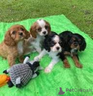 Zdjęcie №2 do zapowiedźy № 169510 na sprzedaż  cavalier king charles spaniel - wkupić się Finlandia prywatne ogłoszenie, hodowca