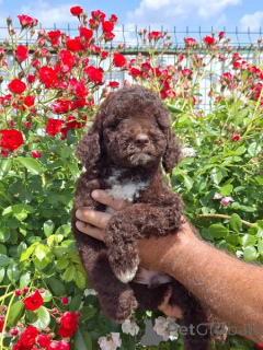 Zdjęcie №4. Sprzedam lagotto romagnolo w Nowy ogród. hodowca - cena - negocjowane