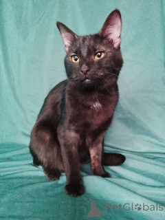 Zdjęcie №2 do zapowiedźy № 161656 na sprzedaż   - wkupić się Federacja Rosyjska 