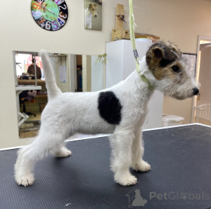 Zdjęcie №2 do zapowiedźy № 152370 na sprzedaż  pies nierasowy - wkupić się USA hodowca