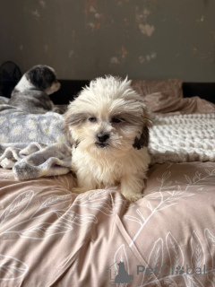 Zdjęcie №2 do zapowiedźy № 175101 na sprzedaż  shih tzu - wkupić się Niemcy 