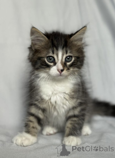 Zdjęcie №1.  - na sprzedaż w Москва | Bezpłatny | Zapowiedź № 142152